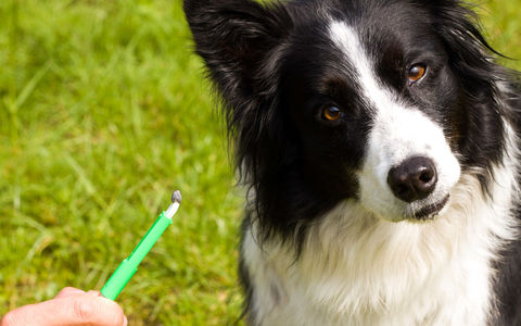 Flåttbitt hos hund og katt